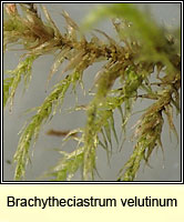 Brachytheciastrum velutinum, Velvet Feather-moss