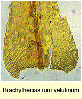 Brachytheciastrum velutinum, Velvet Feather-moss