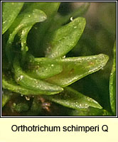 Orthotrichum 