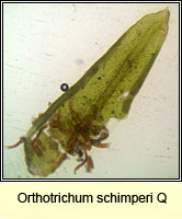 Orthotrichum 