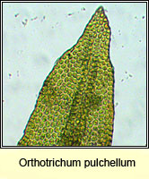 Orthotrichum pulchellum, Elegant Bristle-moss