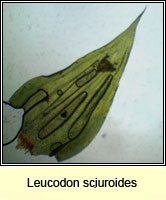 Leucodon sciuroides, Squirrel-tail Moss