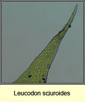 Leucodon sciuroides, Squirrel-tail Moss