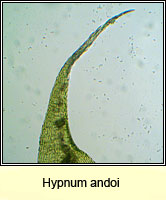 Hypnum andoi, Mamillate Plait-moss