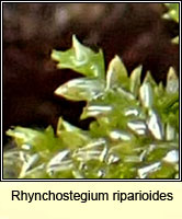 Rhynchostegium riparioides, Long-beaked Water Feather-moss