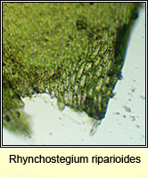 Rhynchostegium riparioides, Long-beaked Water Feather-moss