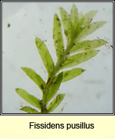 Fissidens pusillus, Petty Pocket-moss