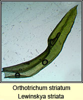 Orthotrichum striatum, Smooth Bristle-moss