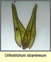 Orthotrichum stramineum, Straw Bristle-moss