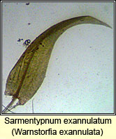 Sarmentypnum exannulatum, Ringless Hook-moss