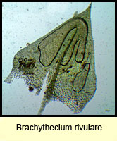 Brachythecium rivulare, River Feather-moss