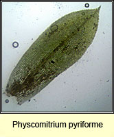 Physcomitrium pyriforme, Common Bladder-moss