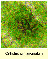 Orthotrichum anomalum