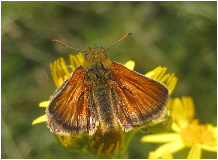 Small Skipper, Thymelicus sylvestris