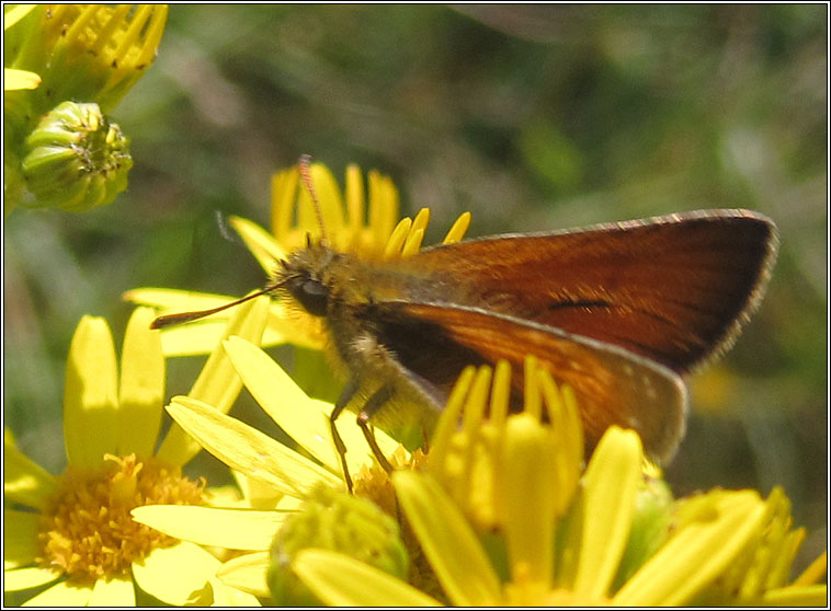 Small Skipper, Thymelicus sylvestris