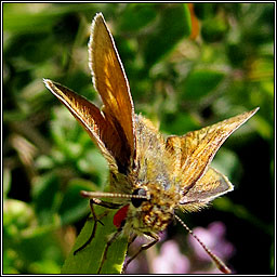 Lulworth Skipper, Thymelicus acteon