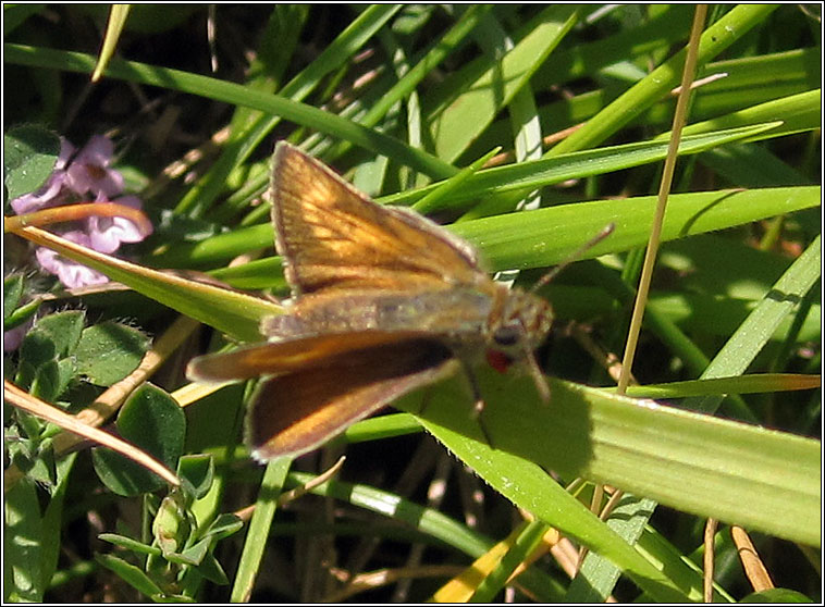 Lulworth Skipper, Thymelicus acteon