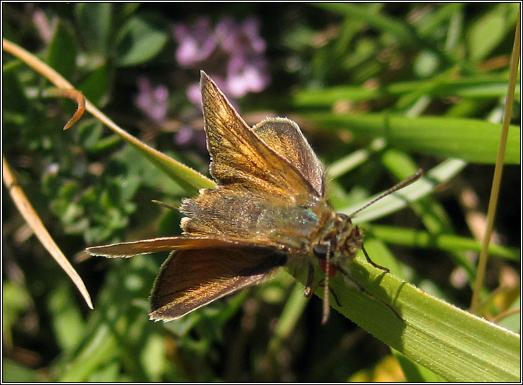 Lulworth Skipper, Thymelicus acteon