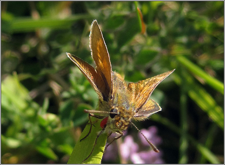 Lulworth Skipper, Thymelicus acteon