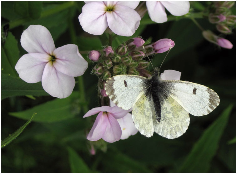 Orange-tip, Anthocharis cardamines