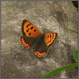 Small Copper, Lycaena phlaeas