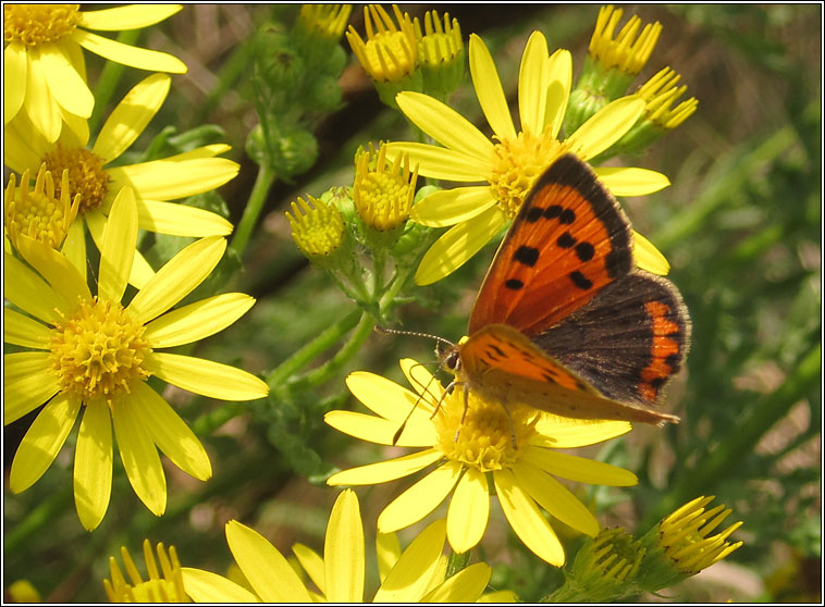 Small Copper, Lycaena phlaeas