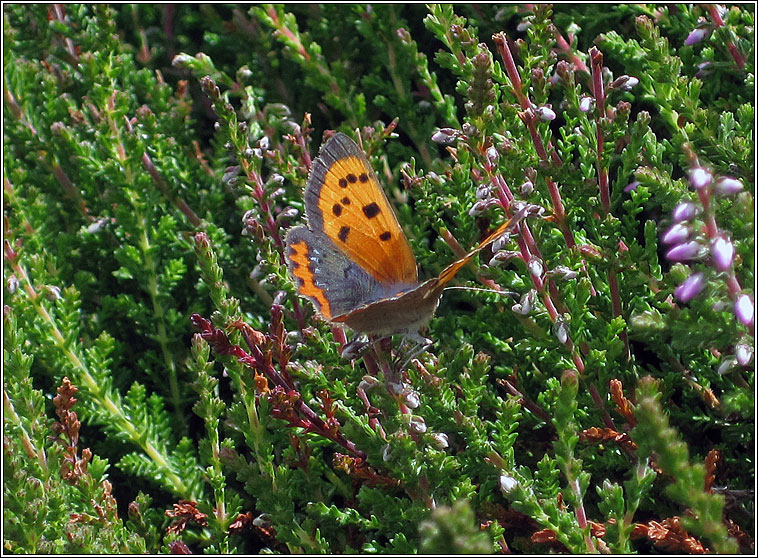 Small Copper, Lycaena phlaeas