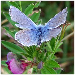 Common Blue, Polyommatus icarus