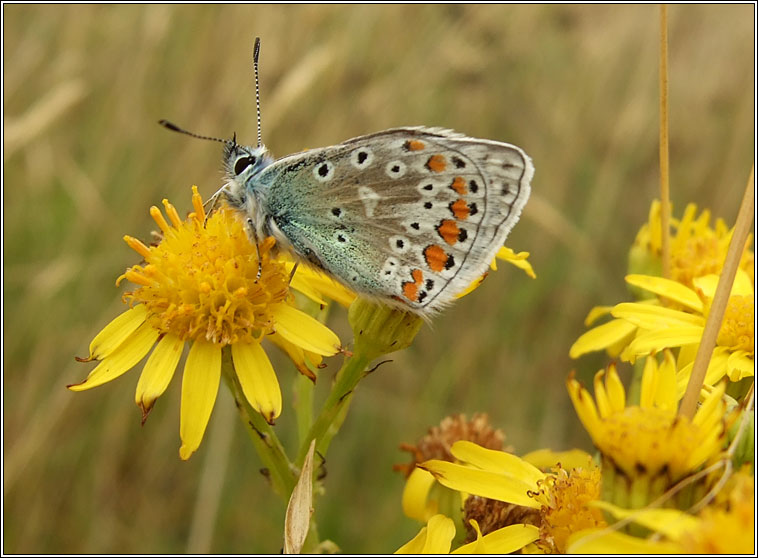 Common Blue, Polyommatus icarus