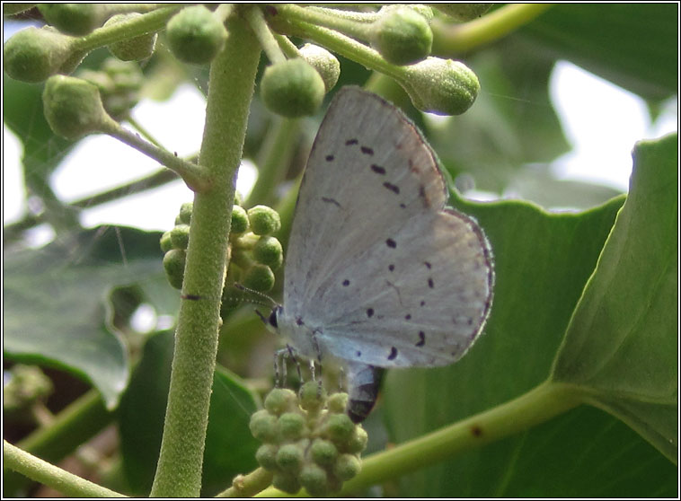 Holly Blue, Celastrina argiolus