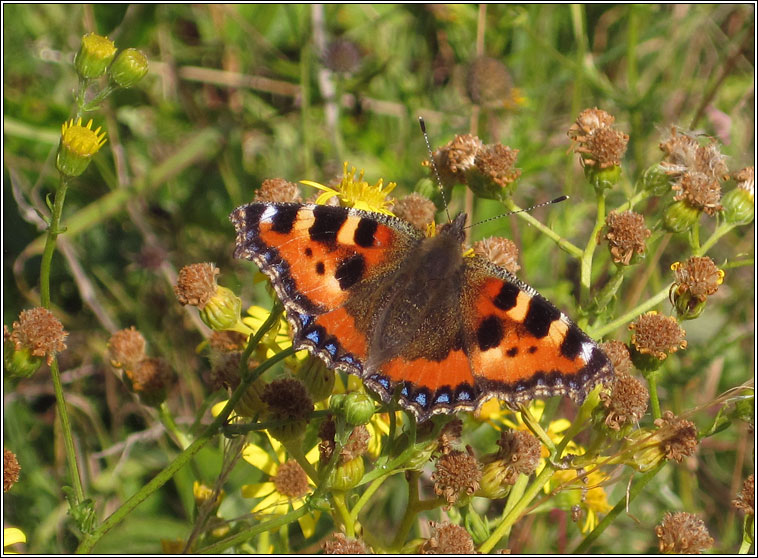 Small Tortoiseshell, Aglais urticae