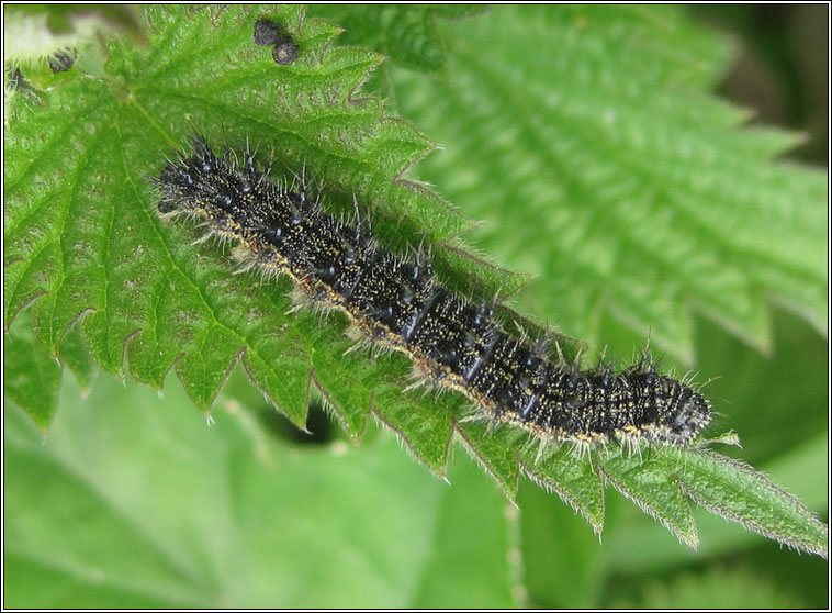 Small Tortoiseshell, Aglais urticae