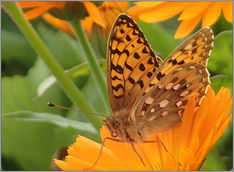 Dark Green Fritillary, Argynnis aglaja