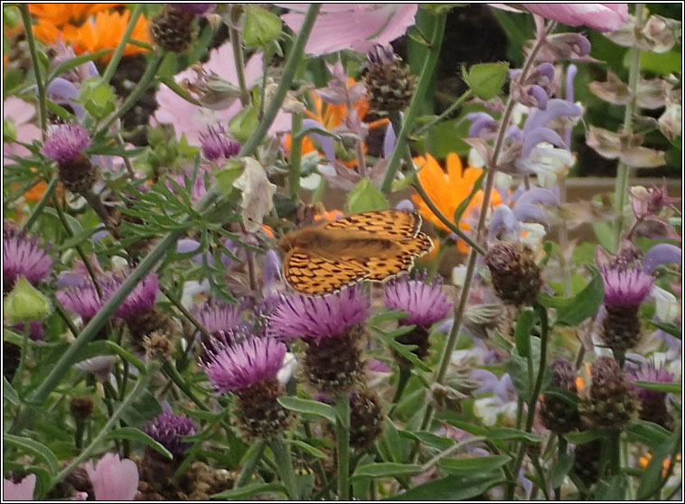 Dark Green Fritillary, Argynnis aglaja