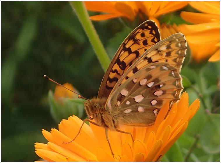 Dark Green Fritillary, Argynnis aglaja