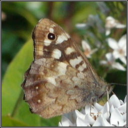 Speckled Wood, Parage aegeria