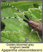 Agapanthia villosoviridescens, Golden-bloomed grey longhorn beetle