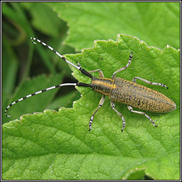 Agapanthia villosoviridescens, Golden-bloomed grey longhorn beetle