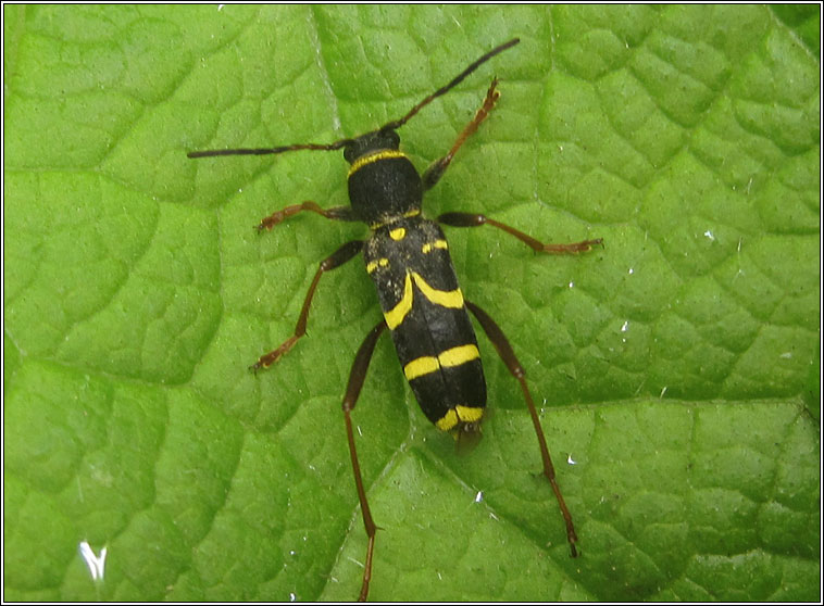 Wasp Beetle, Clytus arietis