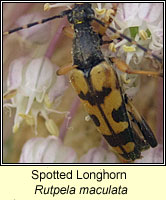 Rutpela maculata, Spotted Longhorn