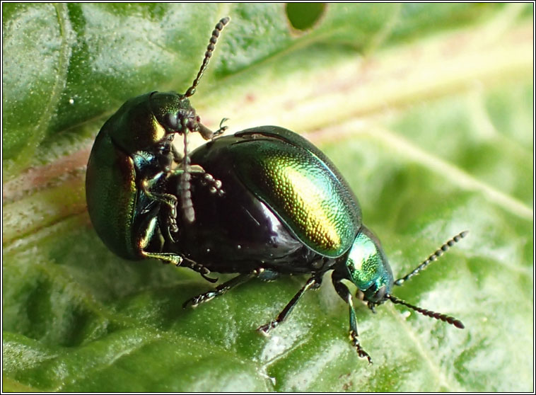 Green Dock Beetle, Gastrophysa viridula