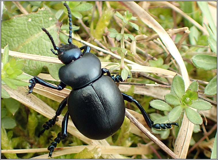 Bloody-nosed Beetle, Timarcha tenebricosa