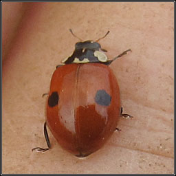 2-spot ladybird, Adalia 2-punctata