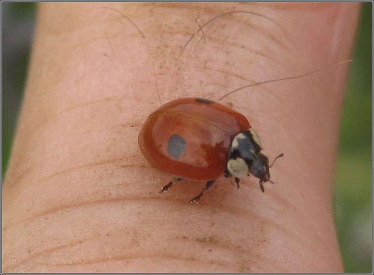 2-spot ladybird, Adalia 2-punctata