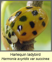 Harmonia axyridis, Harlequin ladybird