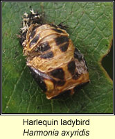 Harmonia axyridis, Harlequin ladybird