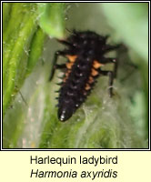 Harmonia axyridis, Harlequin ladybird