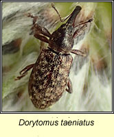 Dorytomus taeniatus