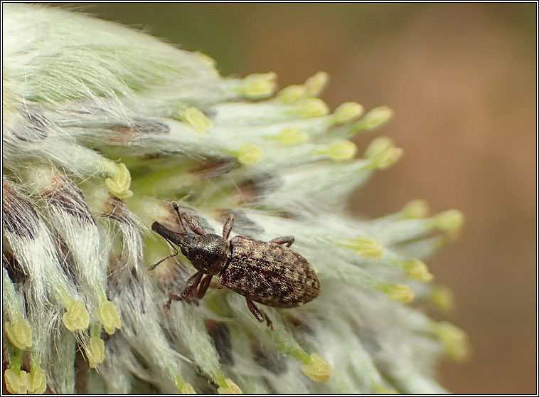 Dorytomus taeniatus