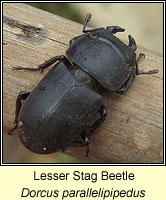 Dorcus parallelipipedus, Lesser Stag Beetle